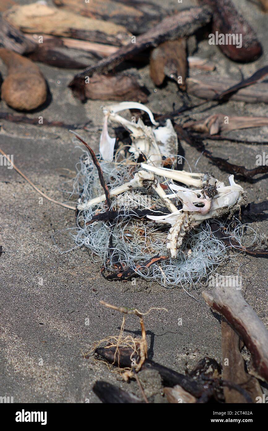 Ossa seabird morte intrappolate nella lenza da pesca Foto Stock