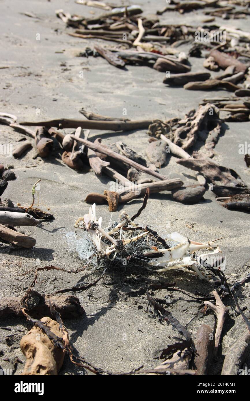 Ossa seabird morte intrappolate nella lenza da pesca Foto Stock