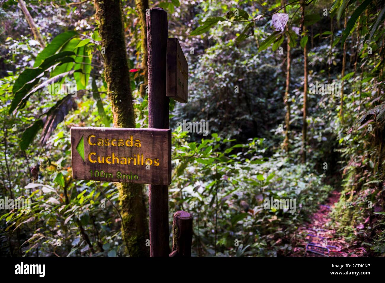 Ccharillos Waterfall segno nella foresta pluviale Choco, Ecuador. Questa area della giungla è la Foresta Nuvola di Mashpi nella provincia di Pichincha in Ecuador, Sud America Foto Stock