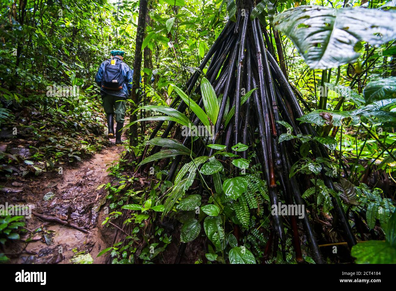 Radici di Walking Palm Tree (Socratea exorrhiza), Amazon Rainforest, Coca,  Ecuador, Sud America Foto stock - Alamy