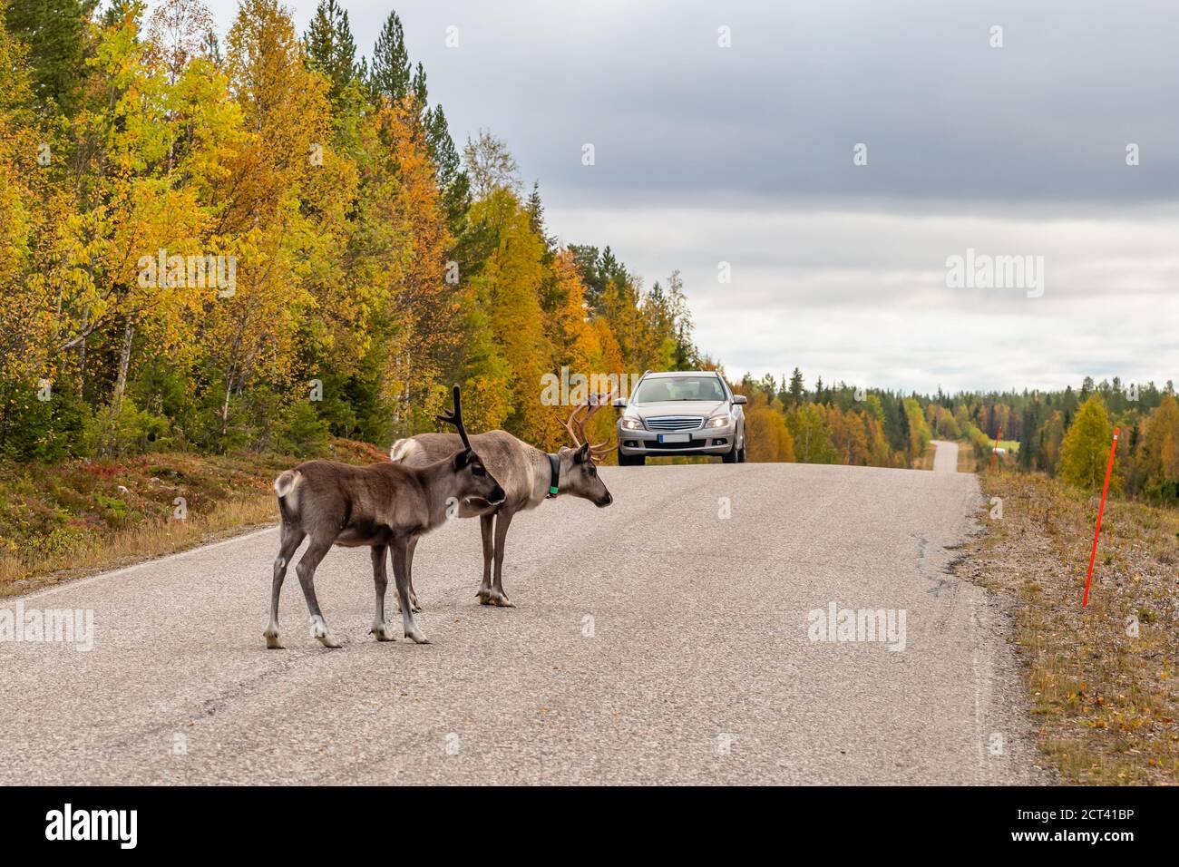 Deers selvaggi che attraversano l'autostrada di fronte all'auto in Scandinavia Foto Stock