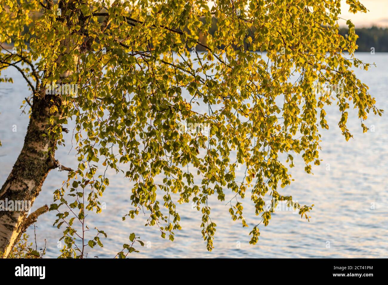 Splendido albero di betulla autunnale sulla costa del lago in Finlandia. Foto Stock
