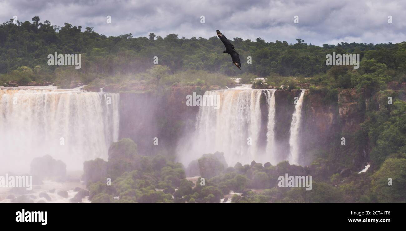 Black Vulture (Coragyps Atratus), Cascate di Iguazu, Brasile Argentina confine con il Paraguay, Sud America Foto Stock