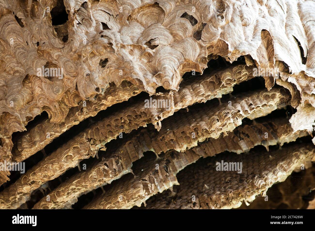 Old Wasp Nest, Sud-est asiatico Foto Stock