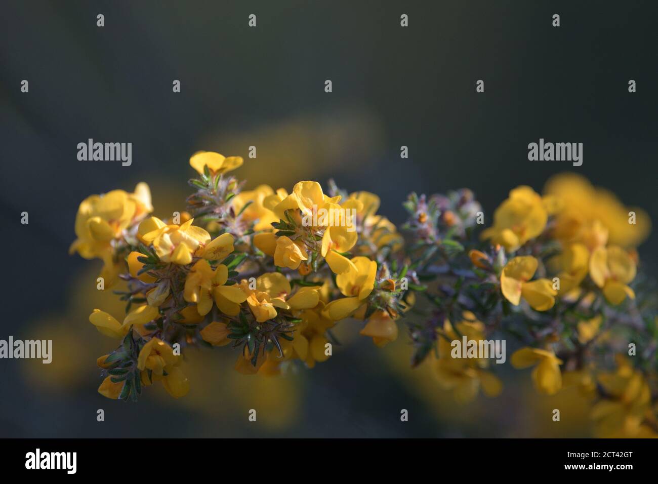 Una pianta di piselli australiana nella famiglia Fabaceae con Fiori gialli nel NSW Australia Foto Stock