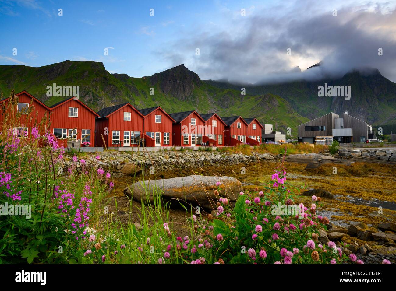 Villaggio rosso con campi di fiori rosa e bella natura in serata a ballstad città, lofoten isola nel nord della Norvegia. Foto Stock