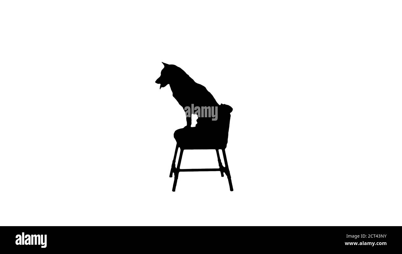 Cane Shiba Inu seduto su una sedia, canale Alpha Foto Stock