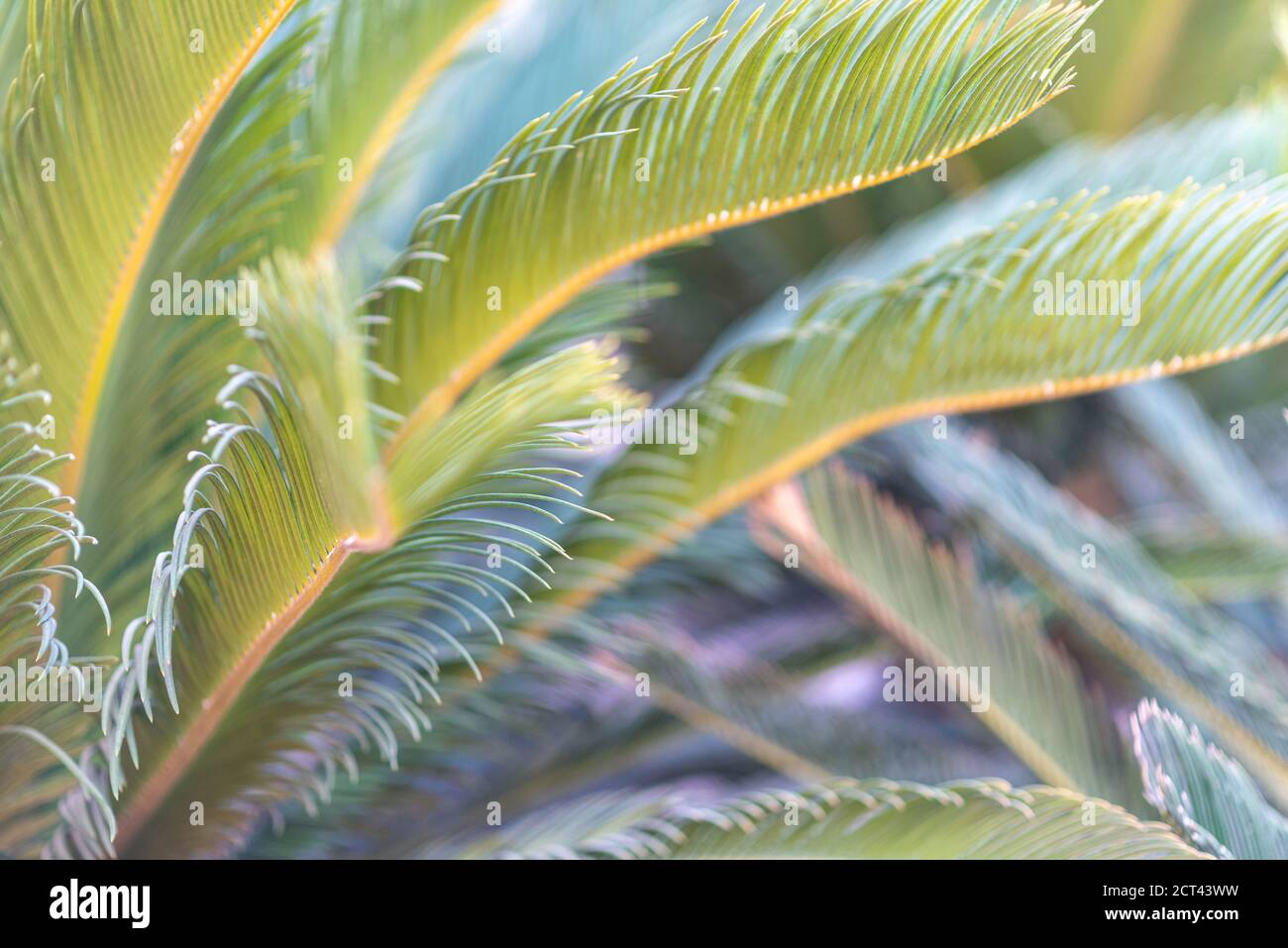 Foglie di palma tropicali, motivi floreali sfondo sfocato, foto reale. Foto Stock