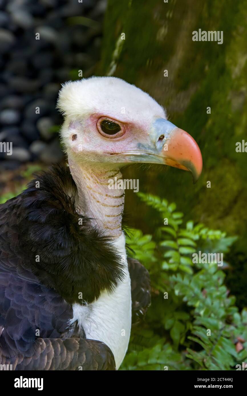 Il avvoltoio a testa bianca (Trigonoceps occipitalis) è un avvoltoio del Vecchio mondo endemico dell'Africa. Negli ultimi anni le popolazioni sono in forte calo Foto Stock