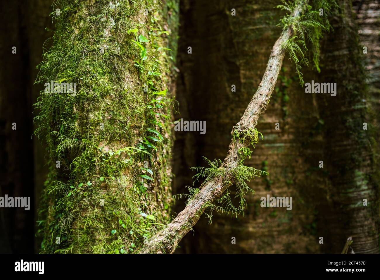 La foresta pluviale su La Fortuna cascata escursione, provincia di Alajuela, Costa Rica, America Centrale Foto Stock