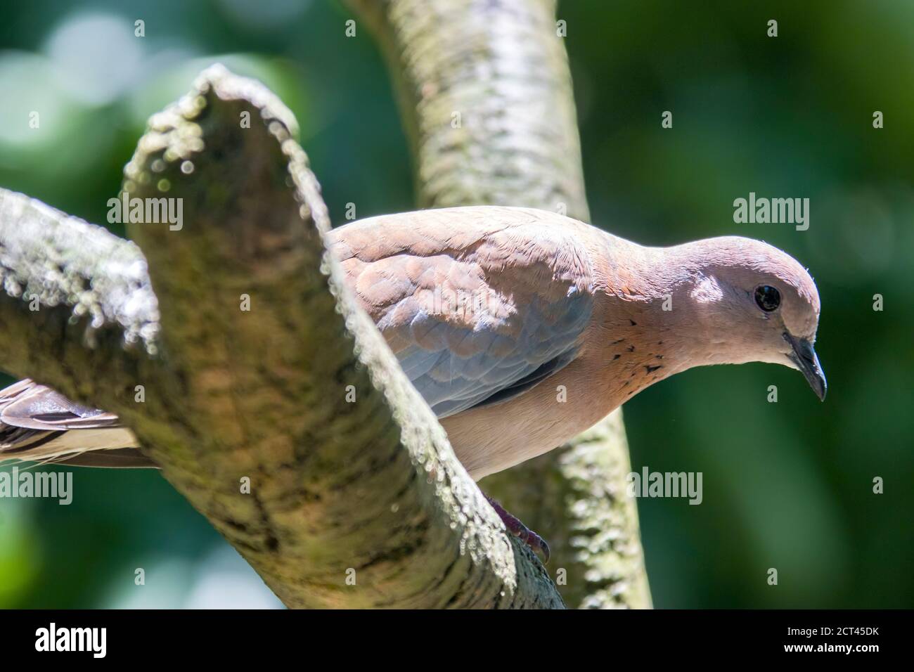 Una colomba arata si trova sul ramo. I maschi adulti hanno principalmente un piumaggio di parte superiore marrone-oliva, con macchie nere sulle ali. La testa ha una corona grigia. Foto Stock