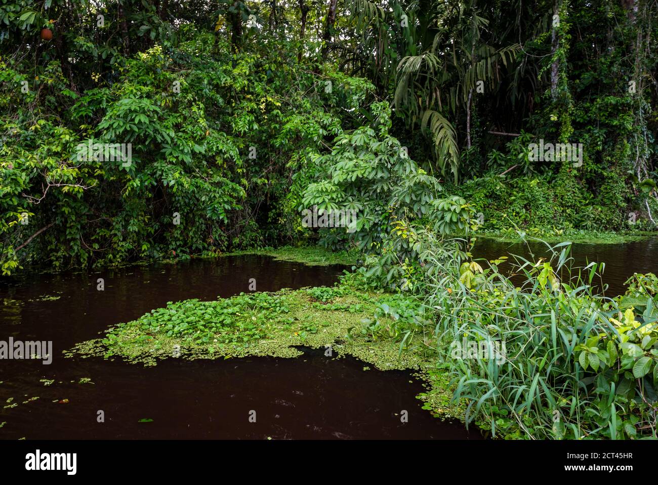 Parco Nazionale di Tortuguero, Provincia di Limone, Costa Rica Foto Stock
