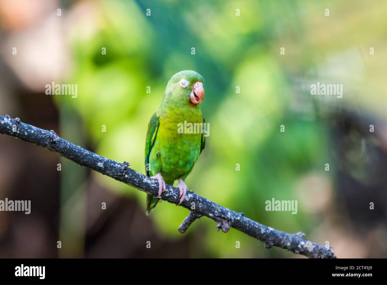 Parakeet aranciato (Brotogeris jugularis), Boca Tapada, Provincia di Alajuela, Costa Rica Foto Stock