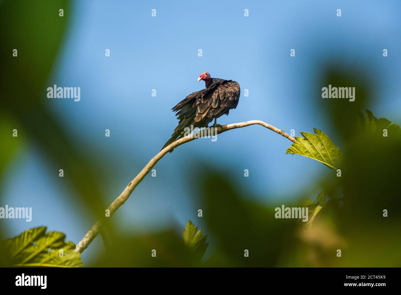Turchia Vulture (Cathartes Aura), Boca Tapada, Provincia di Alajuela, Costa Rica Foto Stock