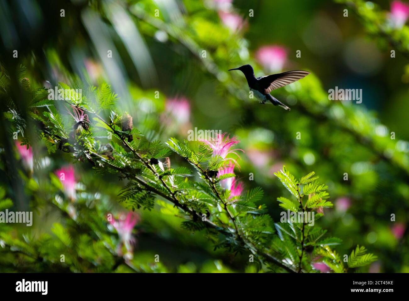 Jacobin dal collo bianco (Florisuga mellivora aka Collated Hummingbird), Boca Tapada, Provincia di Alajuela, Costa Rica Foto Stock
