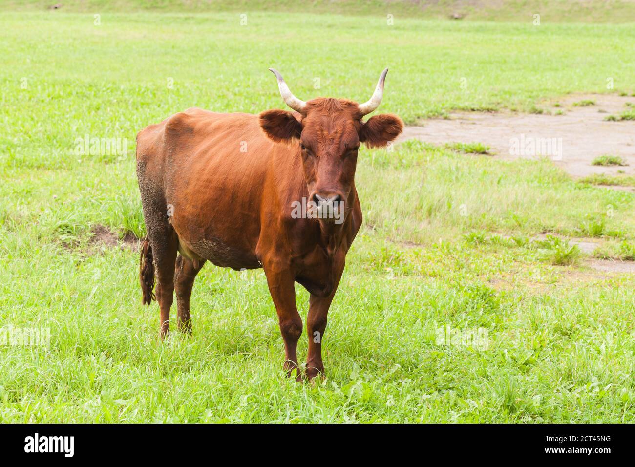 Passeggiata di mucca marrone sul prato durante il giorno d'estate Foto Stock