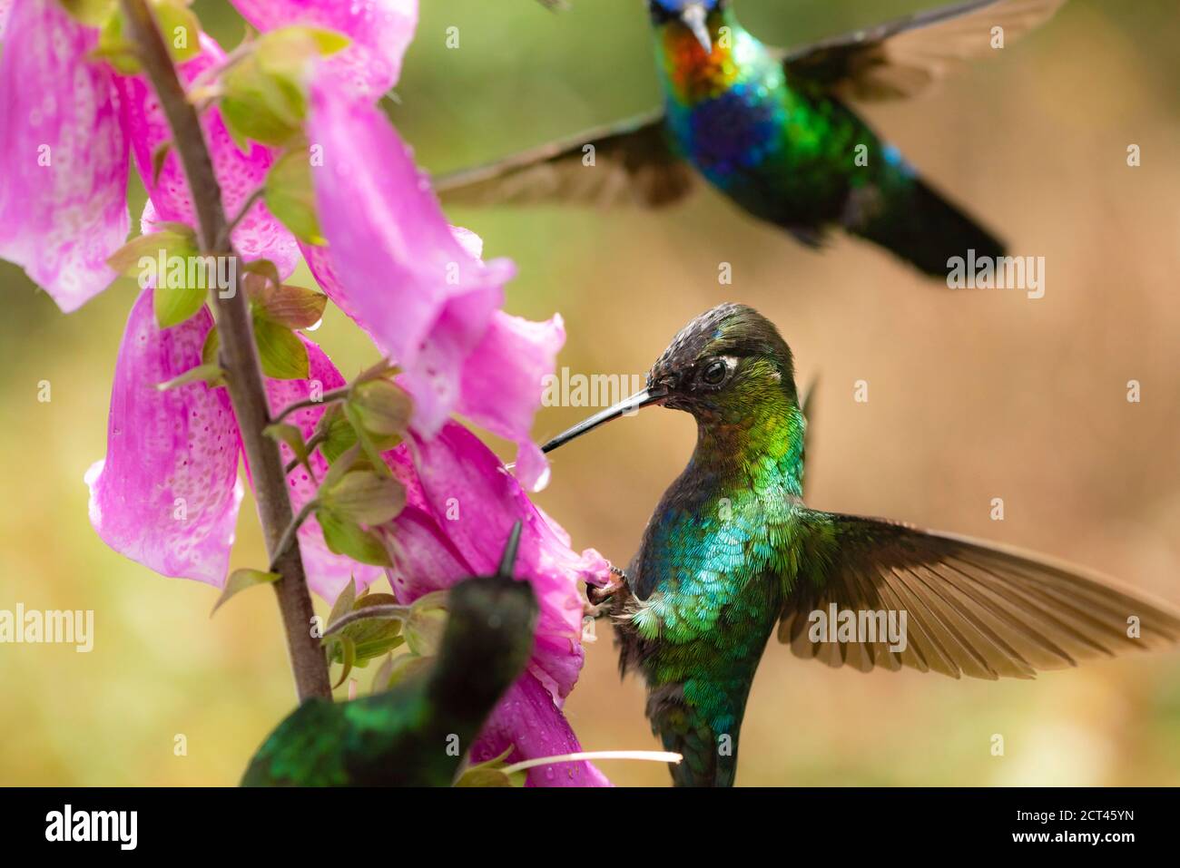 Uccello mummingifero (Panterpe insignis), San Gerardo de Dota, Provincia di San Jose, Costa Rica Foto Stock