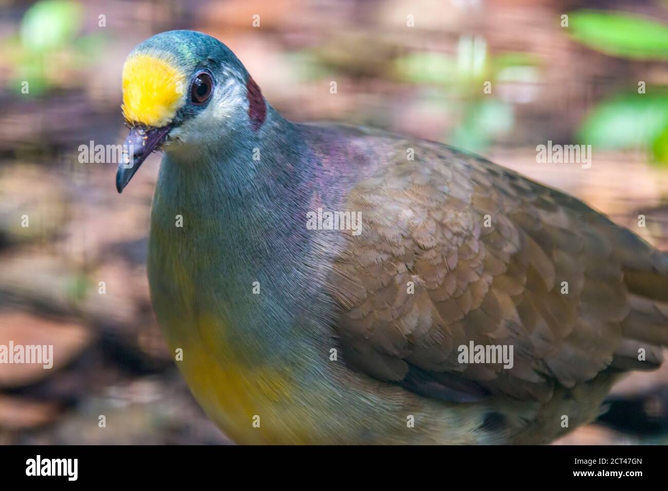 Una colomba di terra sulawesi (Gallicolumba tristigmata) è una colomba di medie dimensioni, lunga circa 35 cm, con fronte dorata Foto Stock