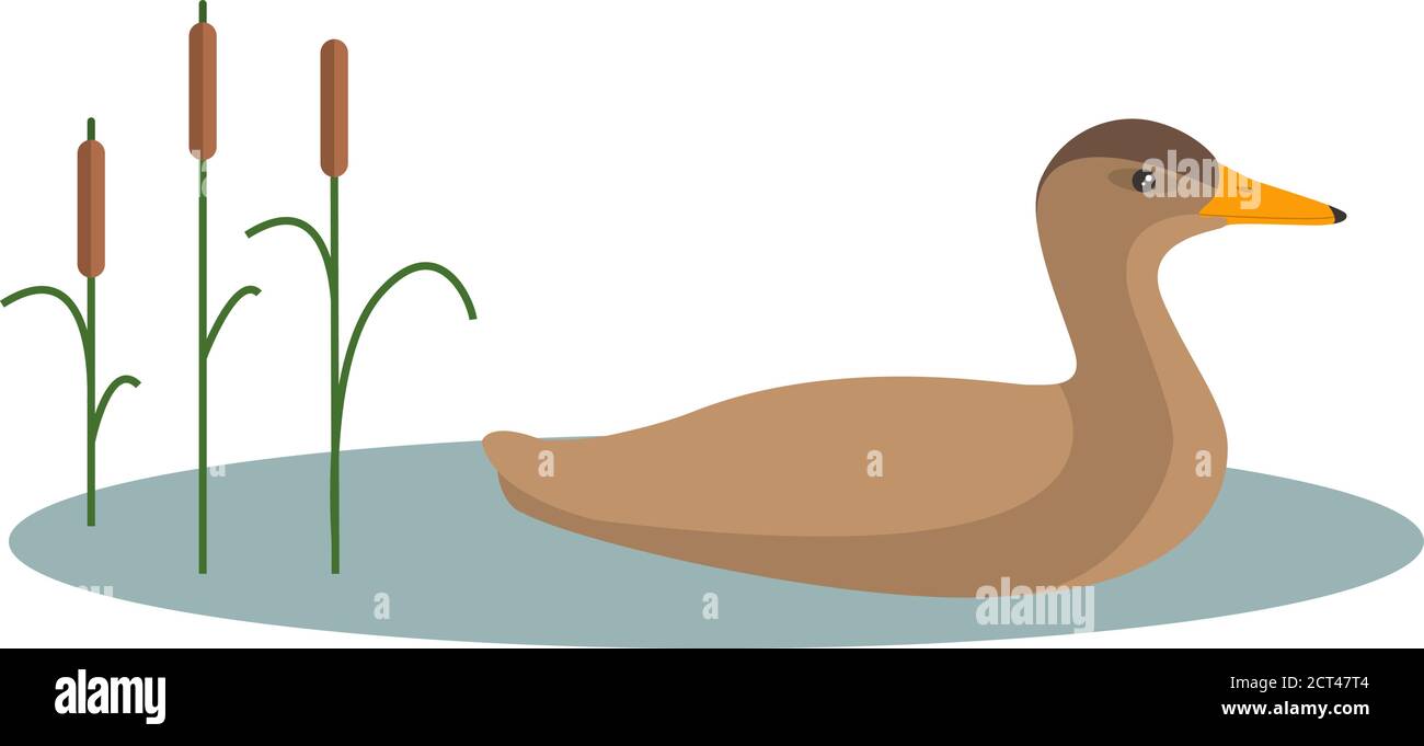 Anatra di uccello di Mallard. A caccia di una partita. Isolato su sfondo bianco. Illustrazione Vettoriale