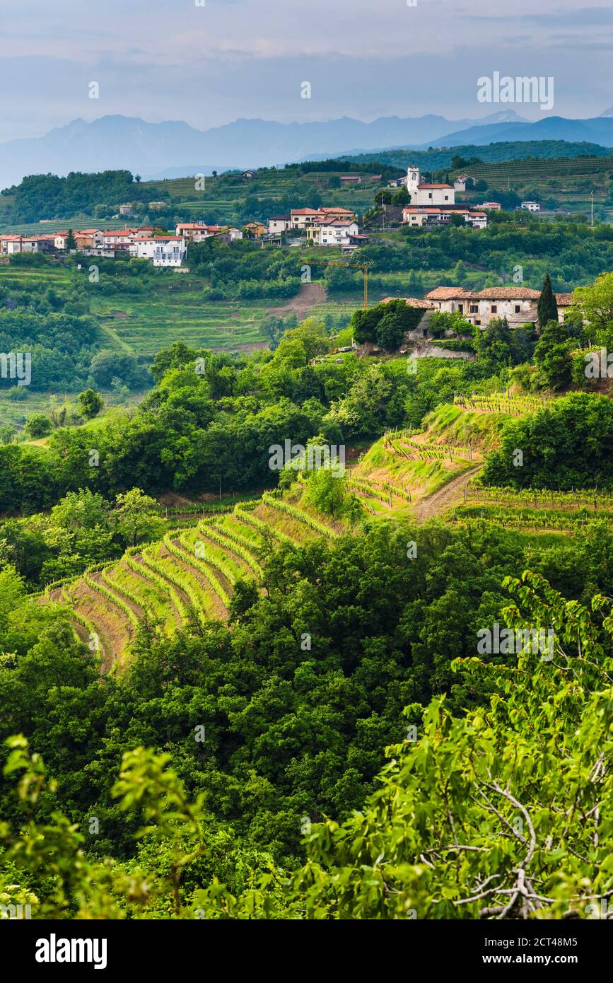 Vigneti della Slovenia e la città collinare di Vedrijan, Goriska Brda, Slovenia, Europa Foto Stock