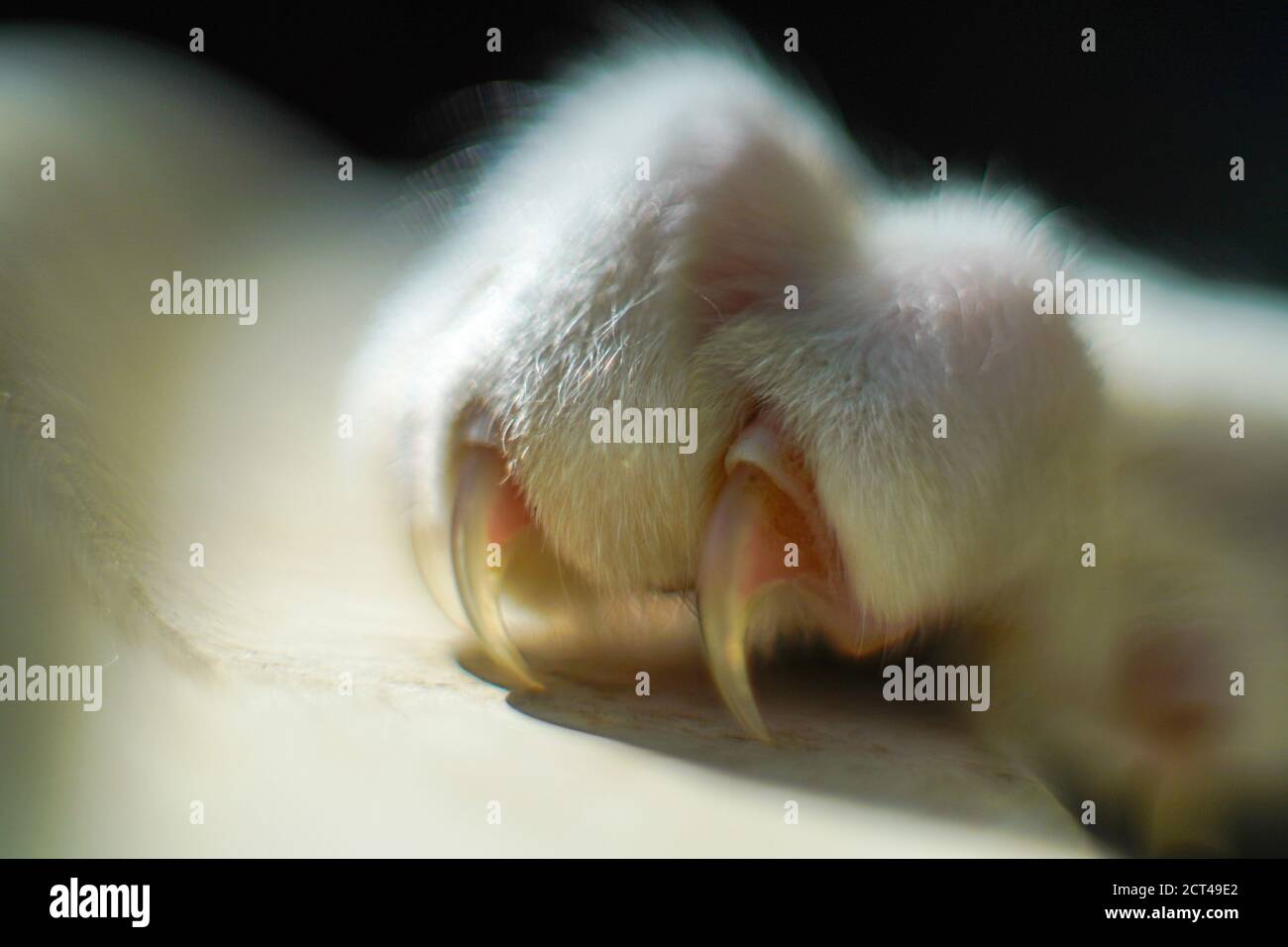 Primo piano di artigli e unghie di un gatto Foto Stock