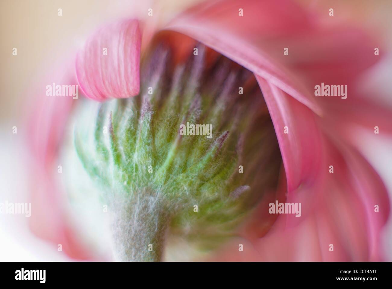 Pink Barberton Daisy è il nome comune della Gebera Jamesonii, conosciuta anche come la Daisy Transvaal o Gerbera. La vasta gamma di impressionante fiore col Foto Stock