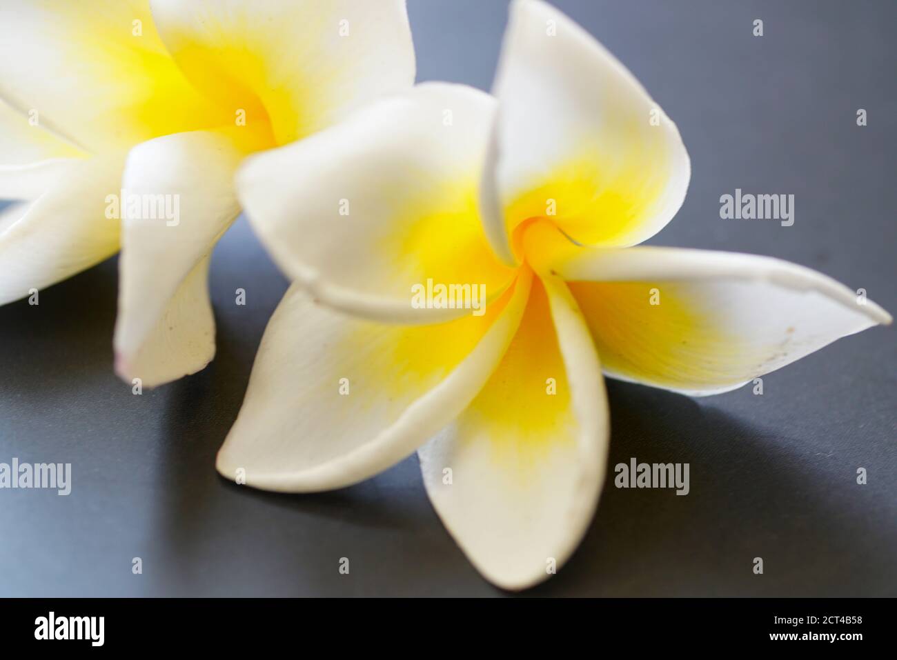Plumeria è un genere di piante da fiore appartenente alla famiglia delle Pocynaceae. La maggior parte delle specie sono arbusti decidui o piccoli alberi. Le specie sono variamente endemiche Foto Stock