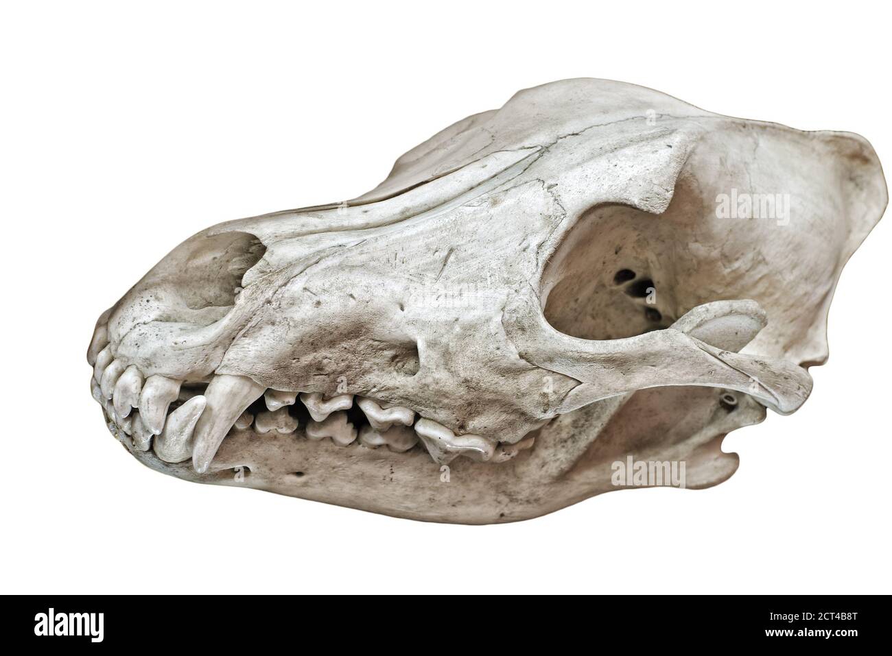 Cranio di un animale con denti isolati su bianco Foto Stock