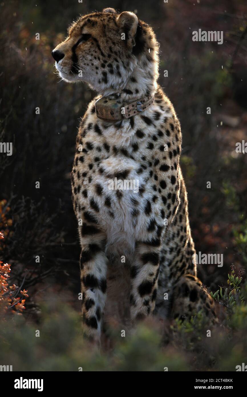 Ghepardo femminile (Achinonyx jubatus ) In leggera pioggia - Sud Africa Foto Stock