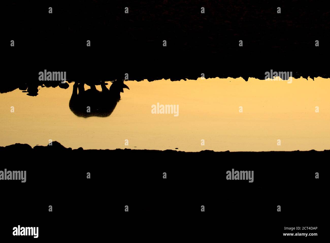 Riflessi di un Rhino nero in un buco d'acqua al tramonto. Foto Stock
