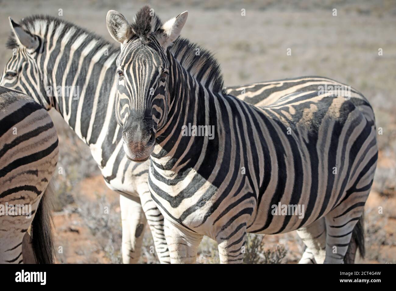 Zebra di Burchell (Equus quagga) Ritratto con zebra sullo sfondo Sud Africa Foto Stock