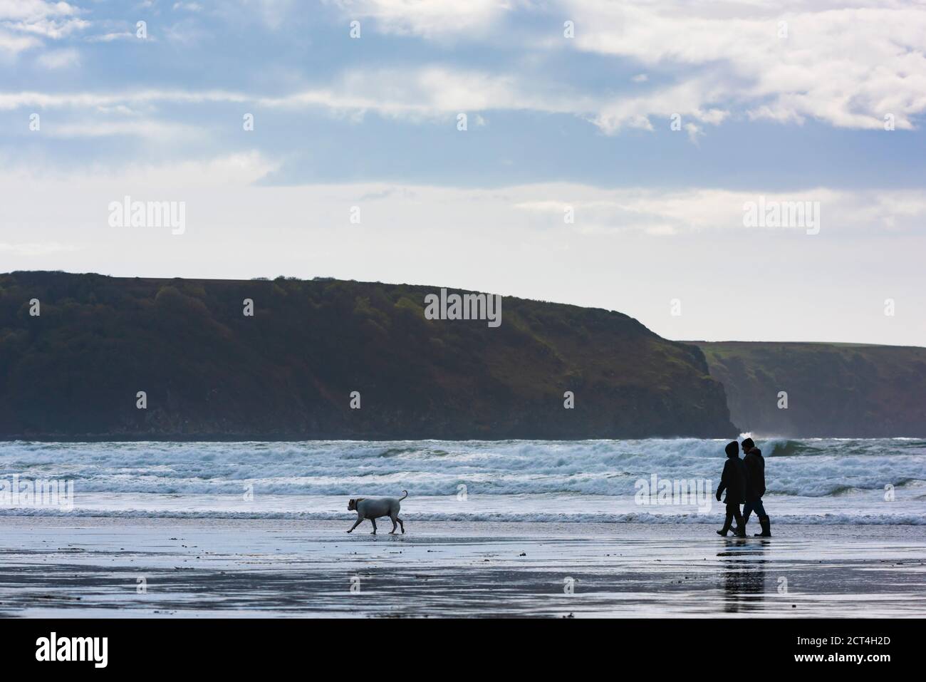 Cane a piedi sulla Broadhaven Beach, Pembrokeshire Coast National Park, Galles, Regno Unito Foto Stock
