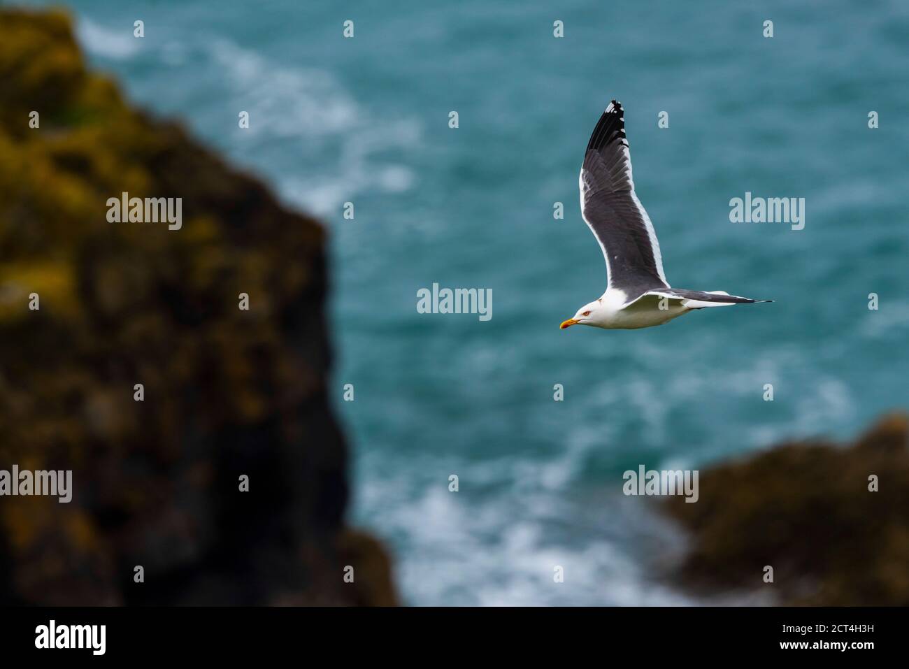 Seagull su Skomer Island, Pembrokeshire Coast National Park, Galles, Regno Unito Foto Stock