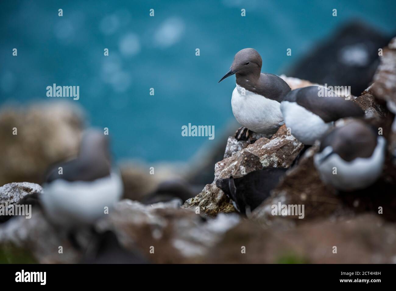 Guillemot comune (aka Murre comune, aria aalge), Skomer Island, Pembrokeshire Coast National Park, Galles, Regno Unito Foto Stock