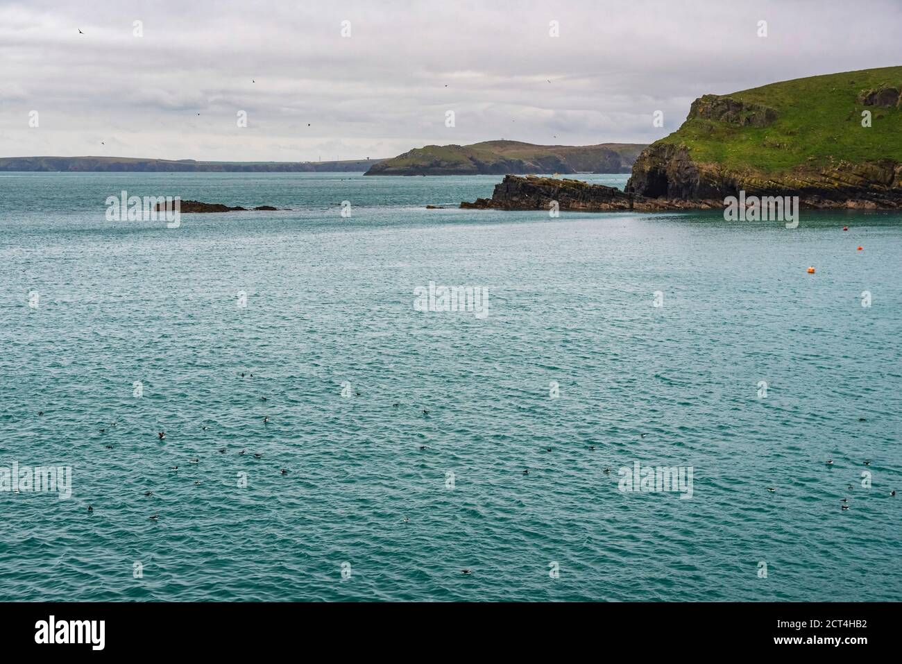 Puffins a North Haven, Skomer Island, Pembrokeshire Coast National Park, Galles, Regno Unito Foto Stock