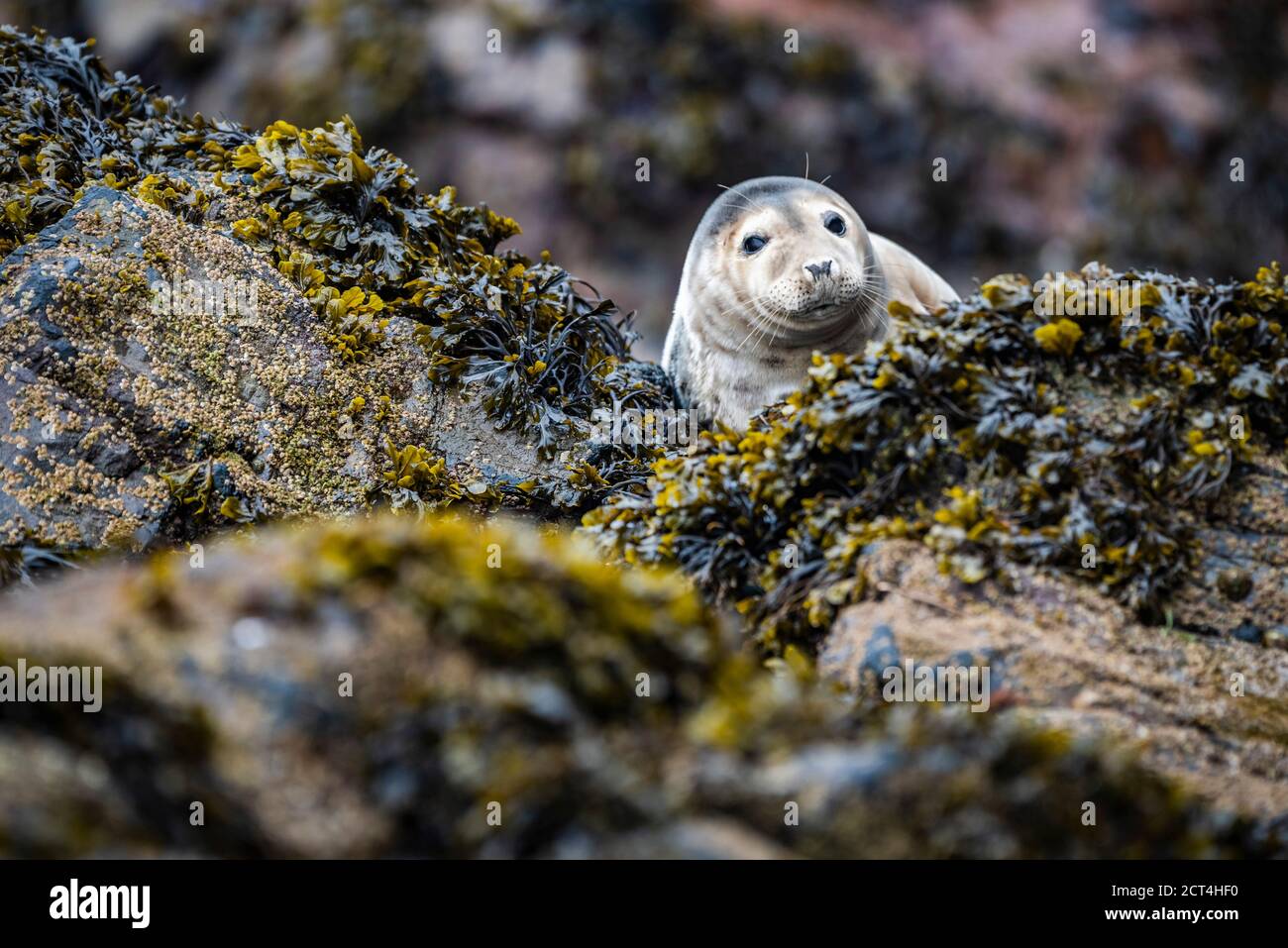 Seal on Skomer Island, Pembrokeshire Coast National Park, Galles, Regno Unito Foto Stock