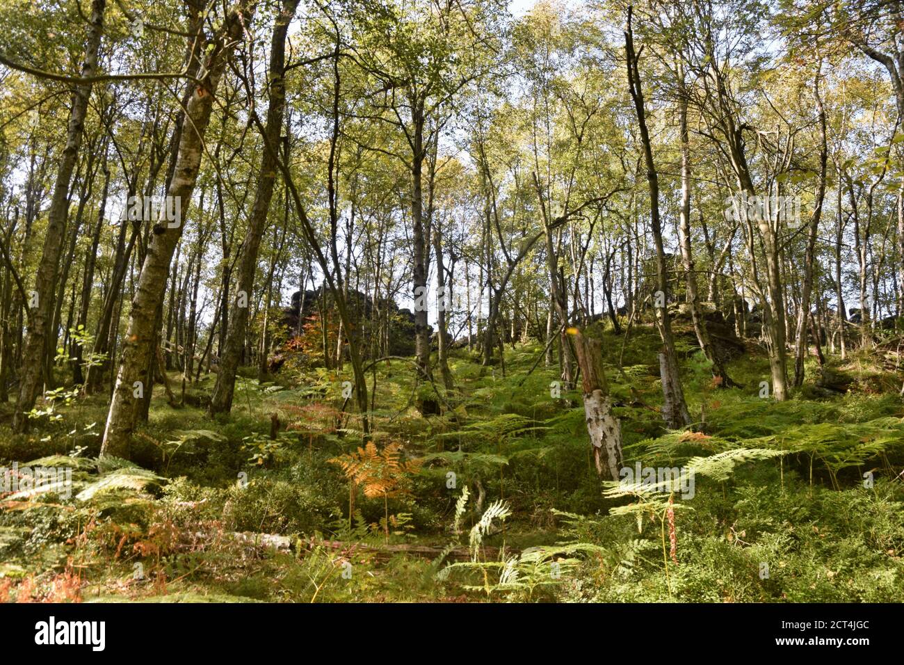 La natura della Repubblica Ceca è ricca di diversi tipi di foresta mista o conifera, come il boschetto di betulla, il pineta, la foresta di querce. Foto Stock