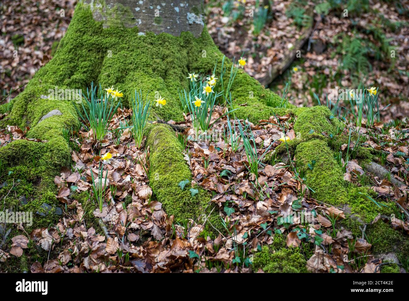 Famosi Daffodils selvatici primaverili a Dunsford Wood, Devon, Regno Unito Foto Stock