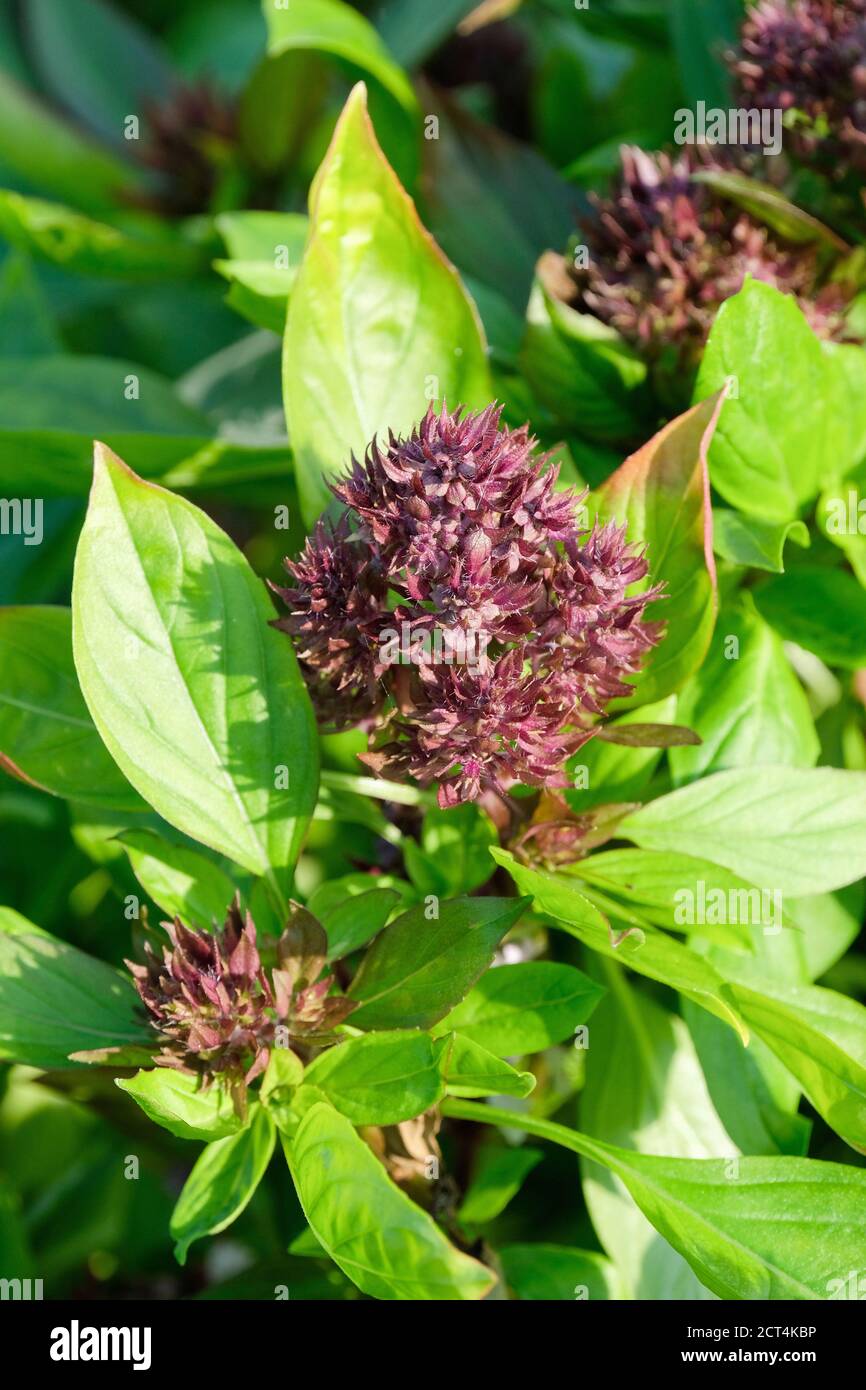 Ocimum basilicum 'Siam Queen', basilico tailandese 'Siam Queen', Siam Queen Basil. Basilico tropicale. Erbe orientali utilizzate nella cucina tailandese. Erba fiorente Foto Stock