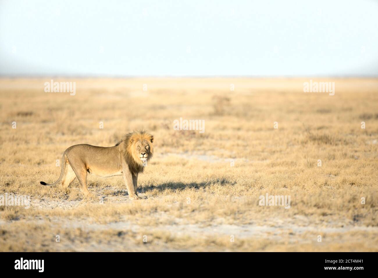 Un grande leone maschile pattugliano Etosha National Park, Namibia alla luce del mattino. Foto Stock