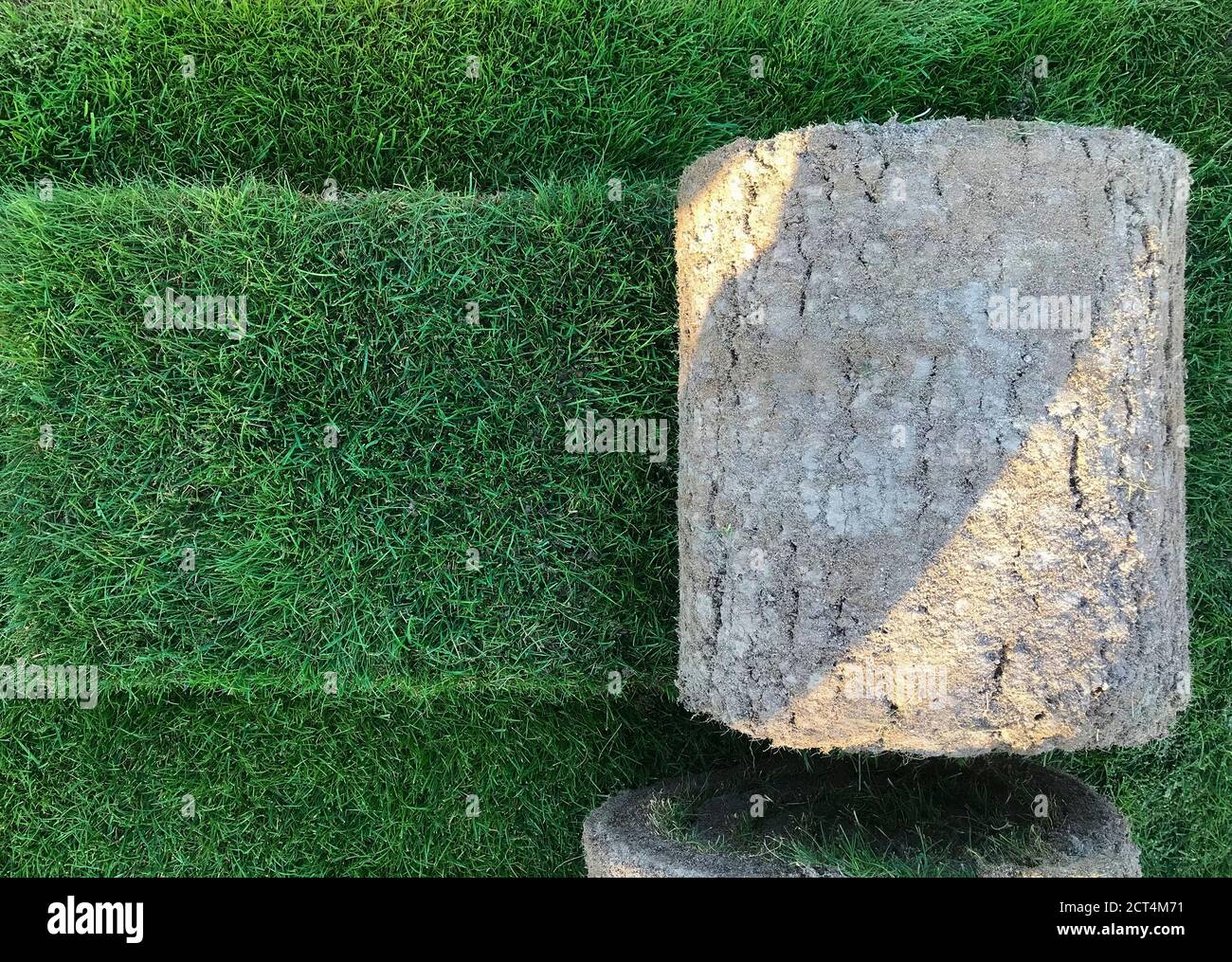 Rotoli di erba prato, su un campo da golf in un parco in una giornata di sole, sullo sfondo di pini Foto Stock