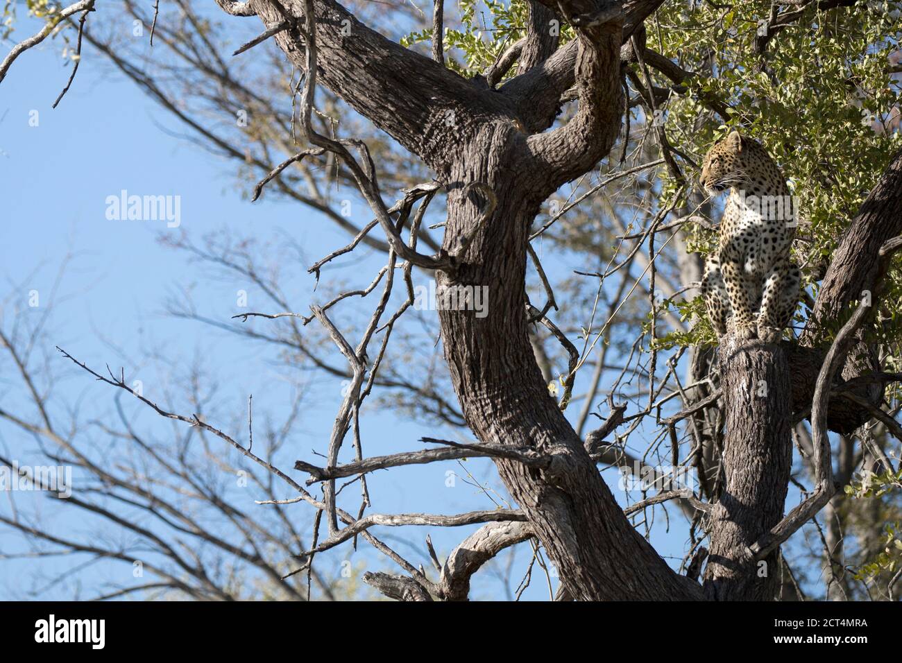 Un bellissimo leopardo nel Parco Nazionale di Chobe, Botswana. Foto Stock