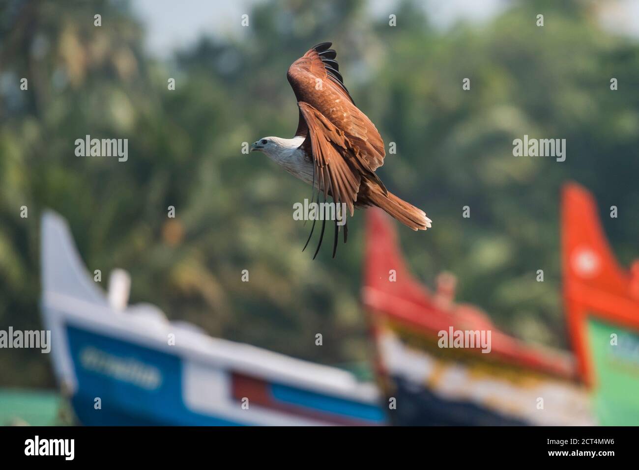 Aquila di pesce minore (Haliaetus humilis), Spiaggia di Kappil, Varkala, Kerala, India Foto Stock