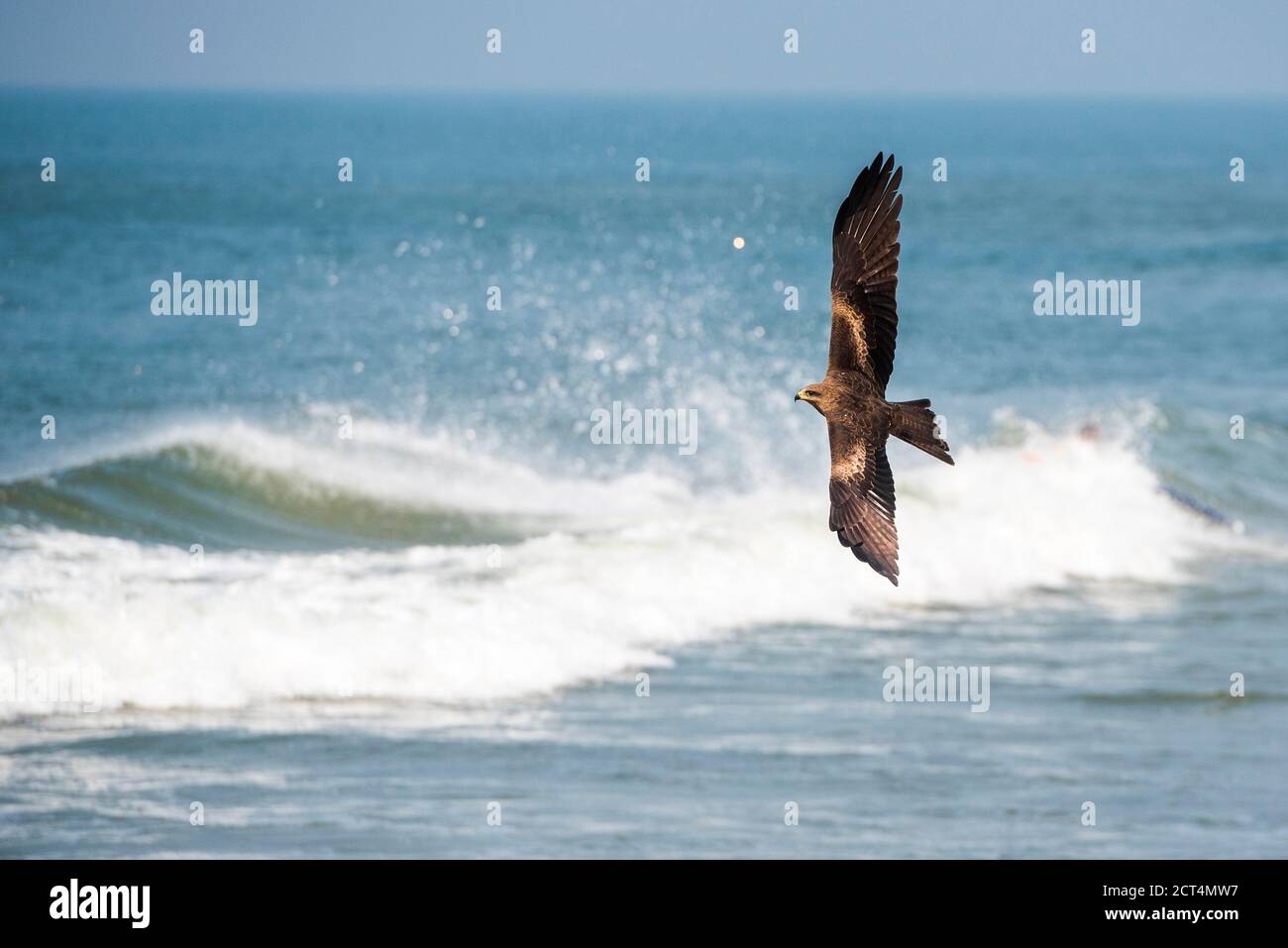 Aquila di pesce minore (Haliaetus humilis), Spiaggia di Kappil, Varkala, Kerala, India Foto Stock