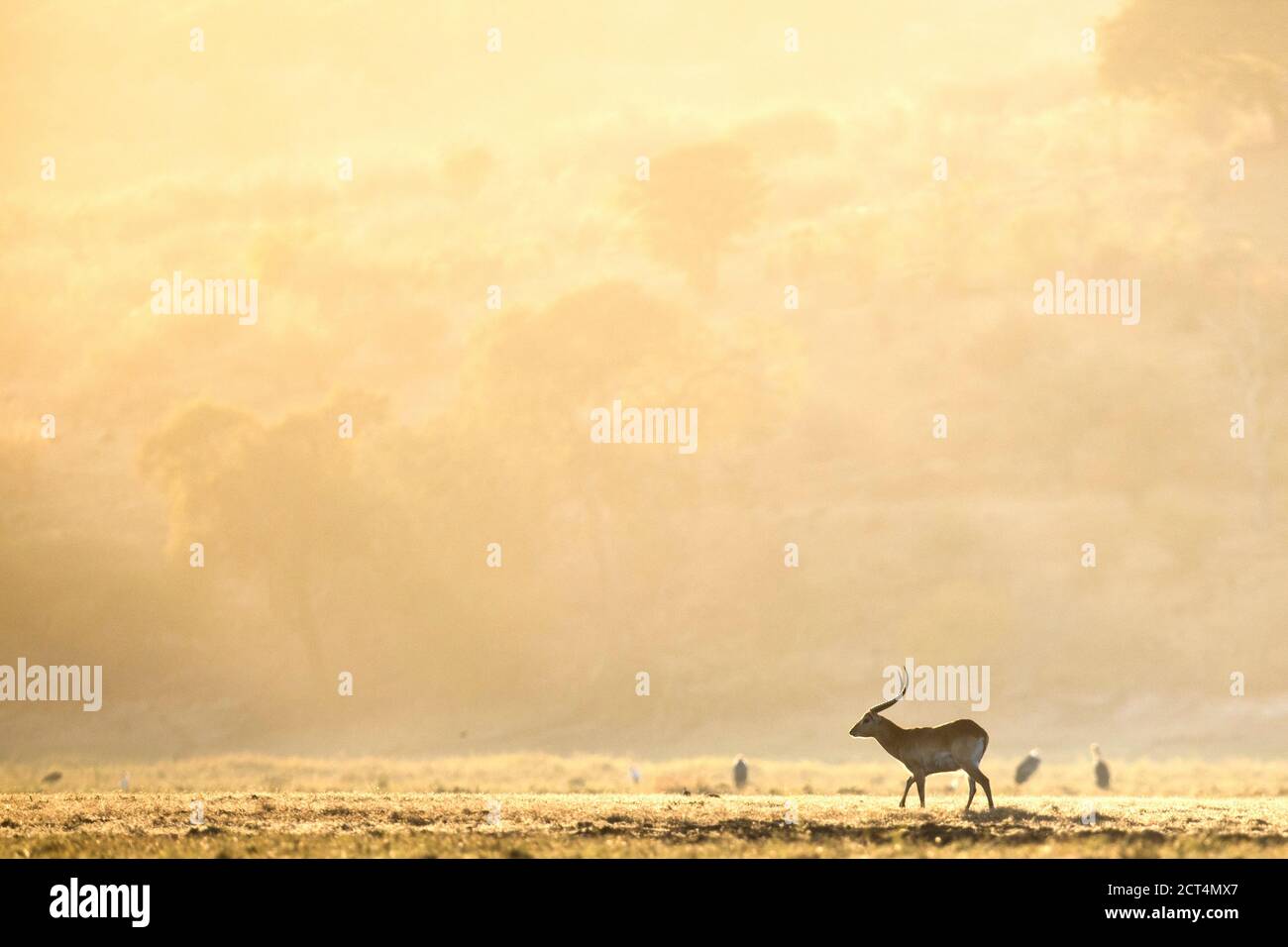 Un'antilope alla luce dorata nel Parco Nazionale di Chobe, Kasane, Botswana. Foto Stock