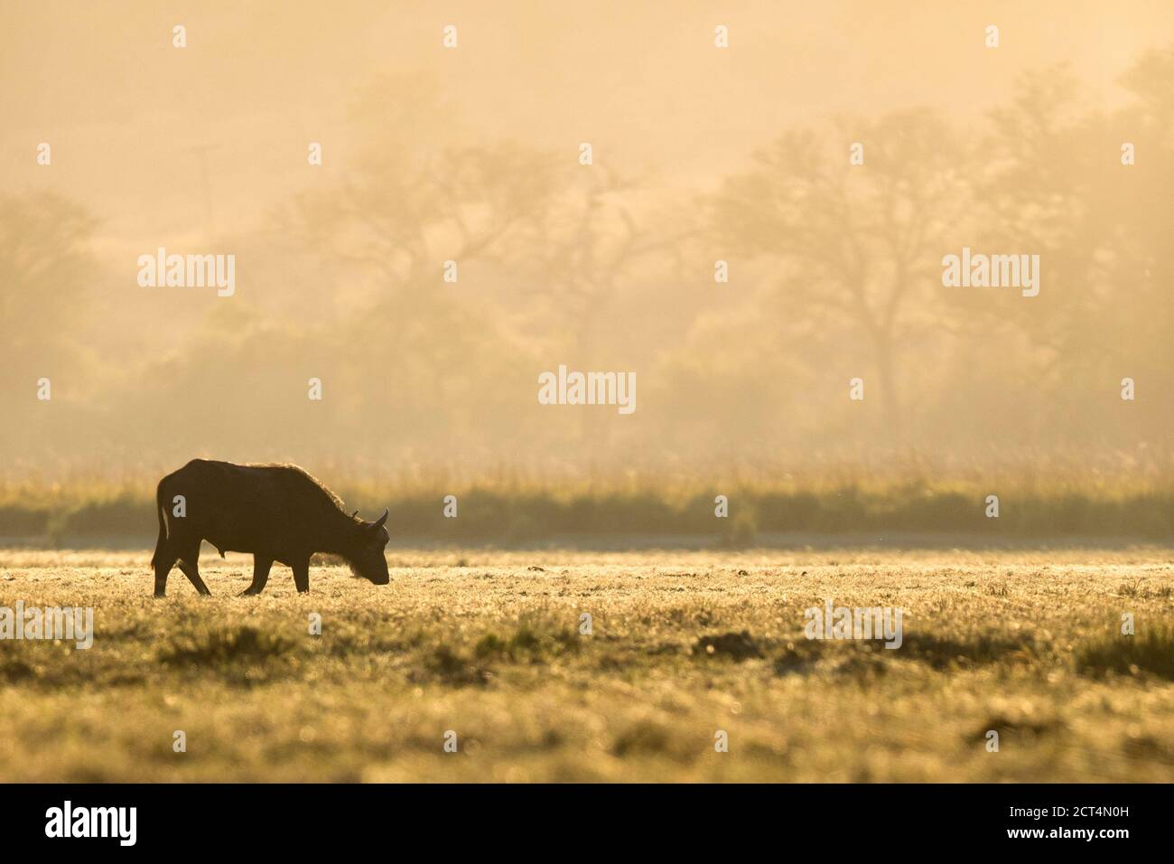 Un bufalo africano nel Parco Nazionale di Chobe, Botswana. Foto Stock