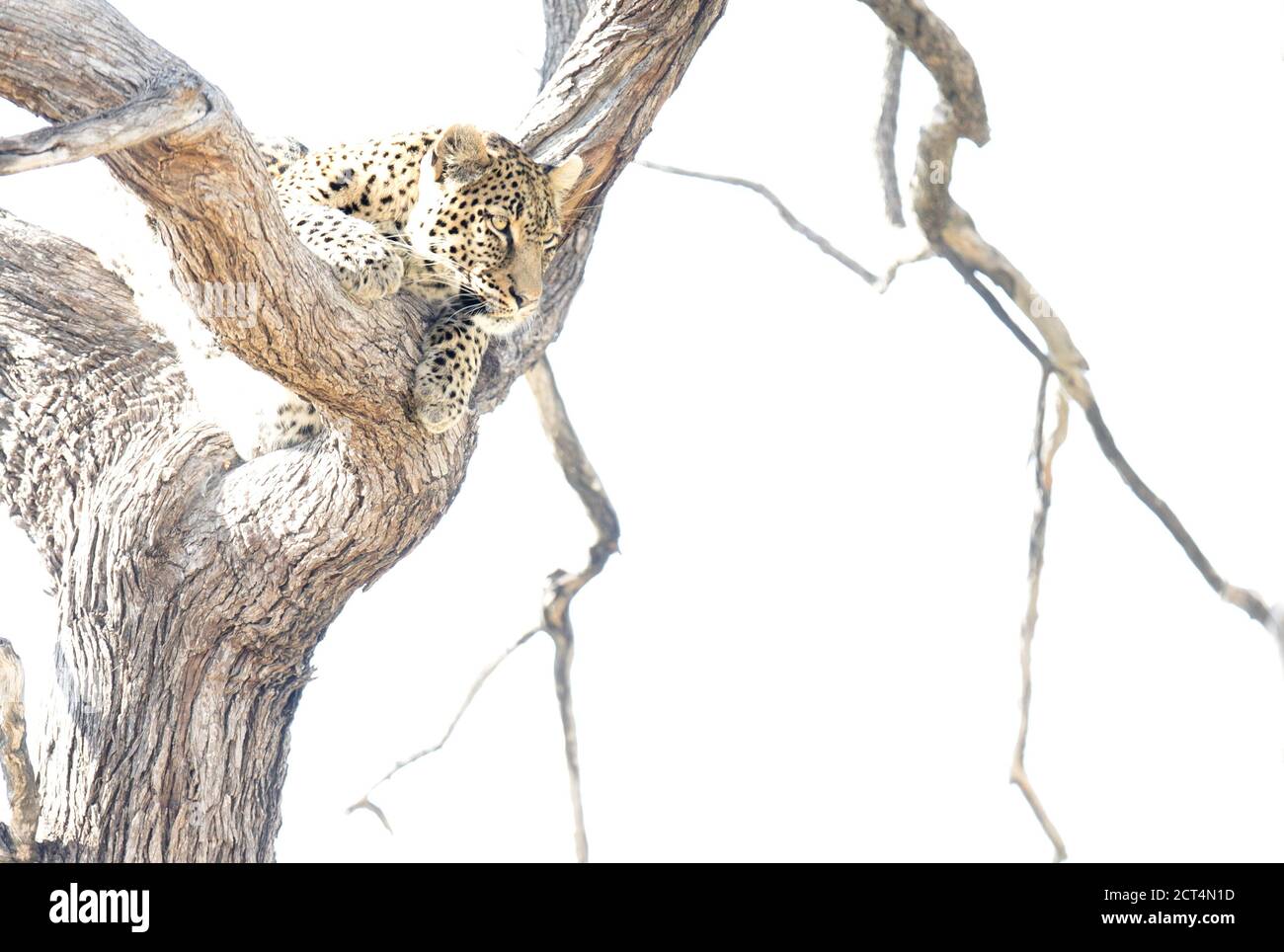 Un bellissimo leopardo nel Parco Nazionale di Chobe, Botswana. Foto Stock