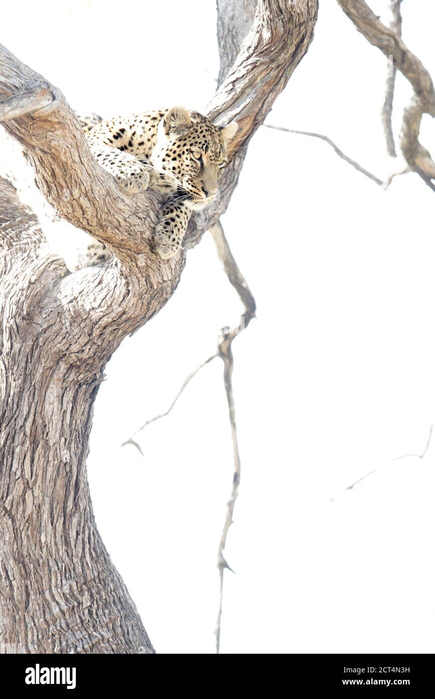 Un'immagine chiave di un leopardo che guarda da un albero nel Parco Nazionale di Chobe, Kasane, Botswana. Foto Stock