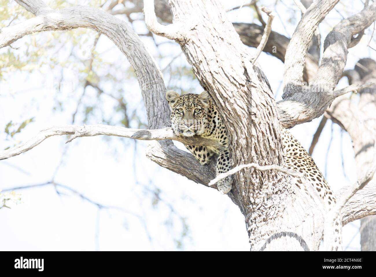 Un leopardo si affaccia su un albero nel Parco Nazionale di Chobe, Kasane, Botswana. Foto Stock