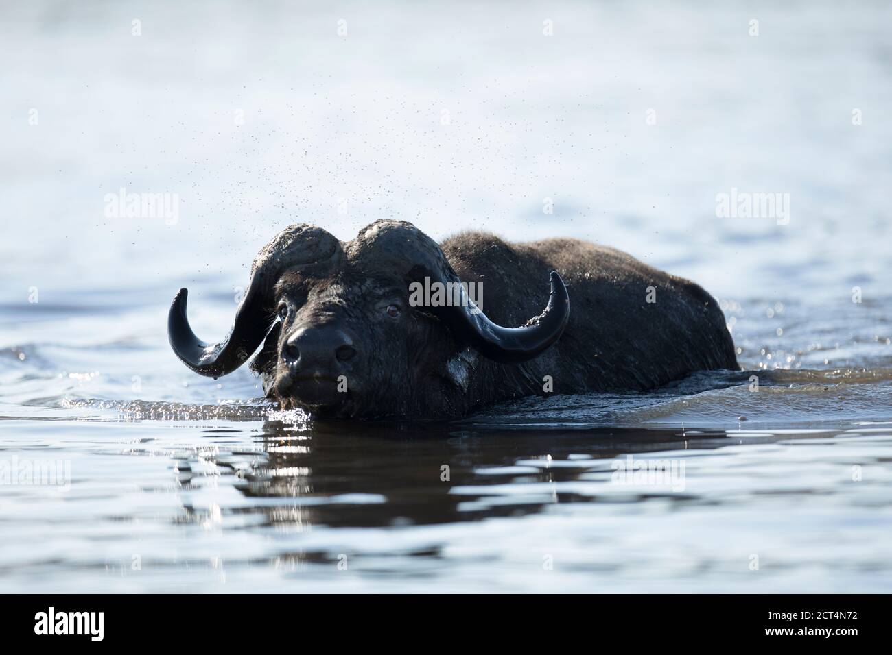 Capo bufalo nel Parco Nazionale di Chobe, Kasane, Botswana Foto Stock